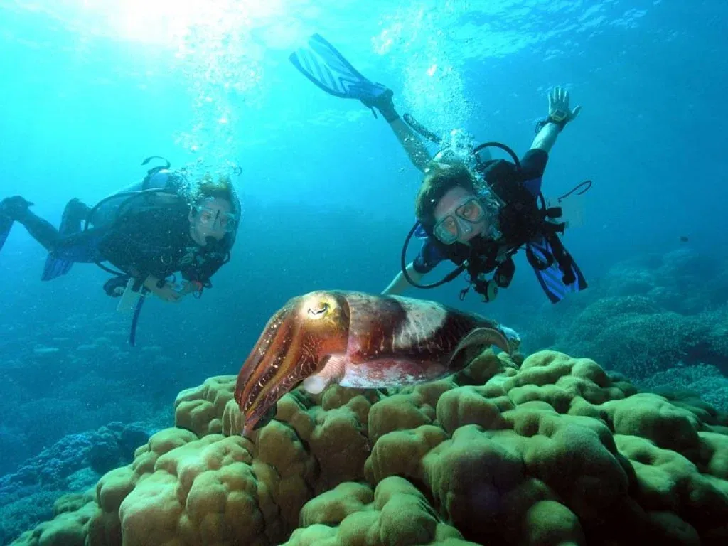 Scuba Diving
