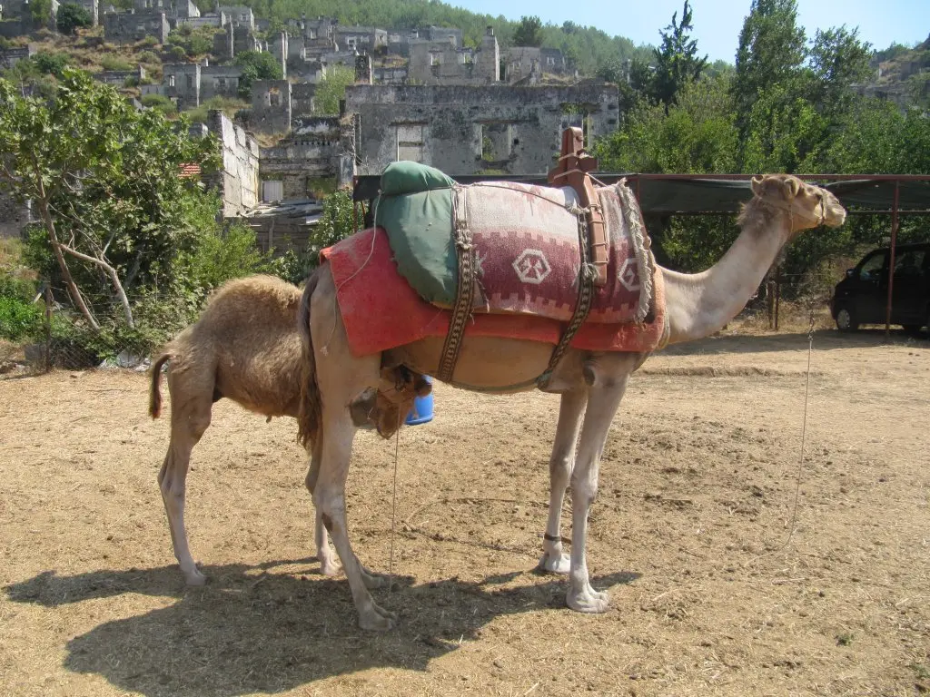 www.bluecruisesturkey.com